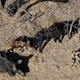 Image for article titled Trump Administration Authorizes 'Cyanide Bombs' to Kill Feral Hogs. Seriously.
